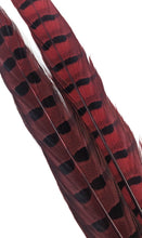 Load image into Gallery viewer, RINGNECK PHEASANT TAIL FEATHER