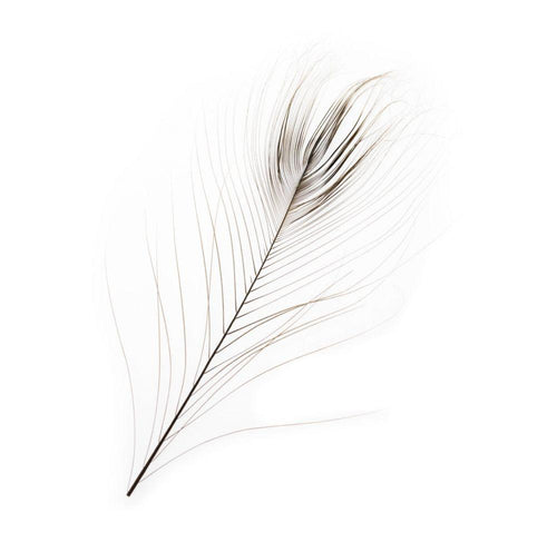 Stripped Peacock Eye