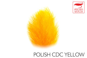 POLISH CDC